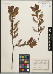 Foto von Salix silesiaca Willd.
